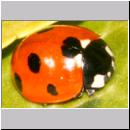 Coccinella septempunctata - Siebenpunkt 07.jpg